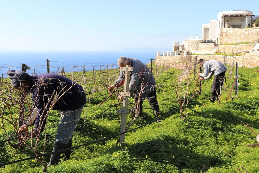 men working in the 'Manalis Winery' vineyard in the background of blue sky, the sea and the building